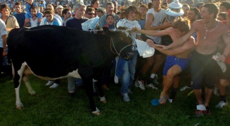 Vacas uruguay 