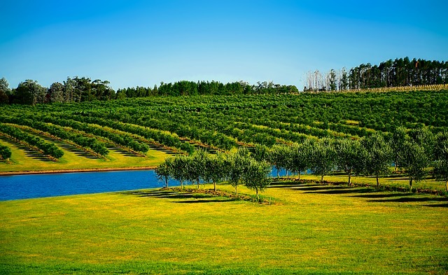 Agricultura Uruguay